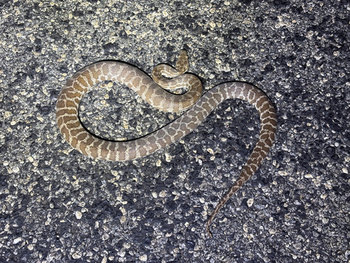 Children's Python sighting