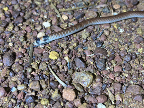 Unbanded Shovel-nosed Snake sighting