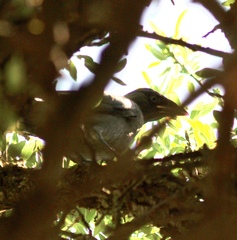 Corvus monedula soemmerringii