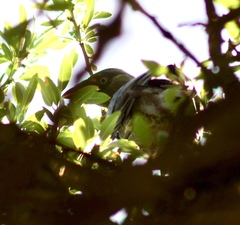 Corvus monedula soemmerringii