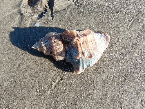 Stramonita canaliculata observed 2025-12-18