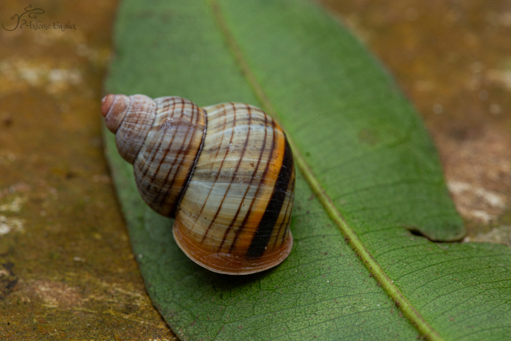Tropidophora winckworthi