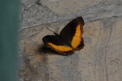 Eurytela dryope