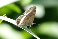 Eurytela hiarbas