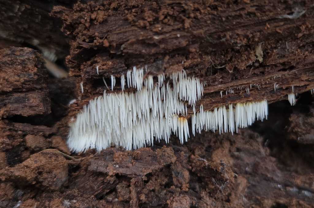 Mucronella calva · December 2025 · photo: © benfungi (iNaturalist, cc-by)
