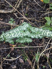 Arum italicum italicum