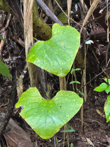 Aristolochia littoralis, 2025-12-18