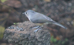 Baeolophus bicolor