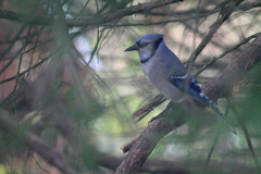 Cyanocitta cristata