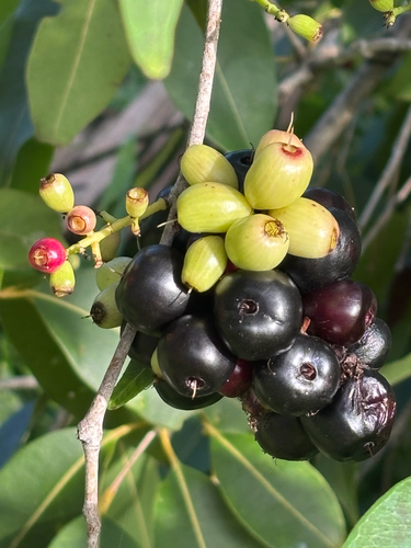 Syzygium cumini observed 2025-12-18