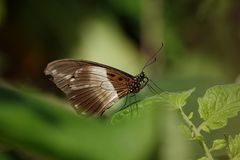 Papilio echerioides