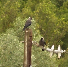 Corvus monedula soemmerringii