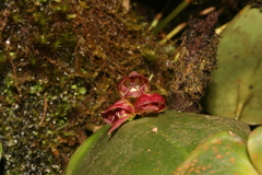 Image of Pleurothallis chavezii
