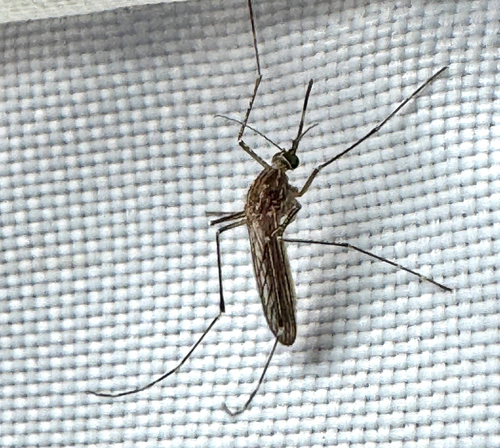 Unknown species found near Jones Maltsberger Rd, San Antonio, TX, US