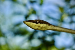 Oxybelis rutherfordi