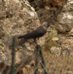 Corvus monedula soemmerringii