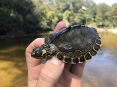 Graptemys gibbonsi