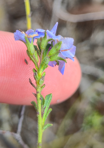 Halgania cyanea, photograph 6