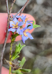 Halgania cyanea, photograph Eamonn Culhane, CC BY, iNaturalist via GBIF