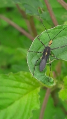 Zelus laticornis