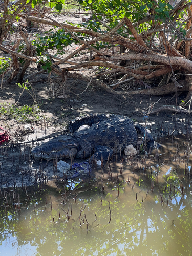 American Crocodile