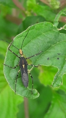 Zelus laticornis