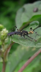 Zelus laticornis