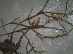 Cryphaea tenella