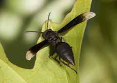 Parachartergus apicalis
