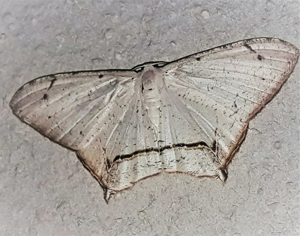 Nedusia cuticulata