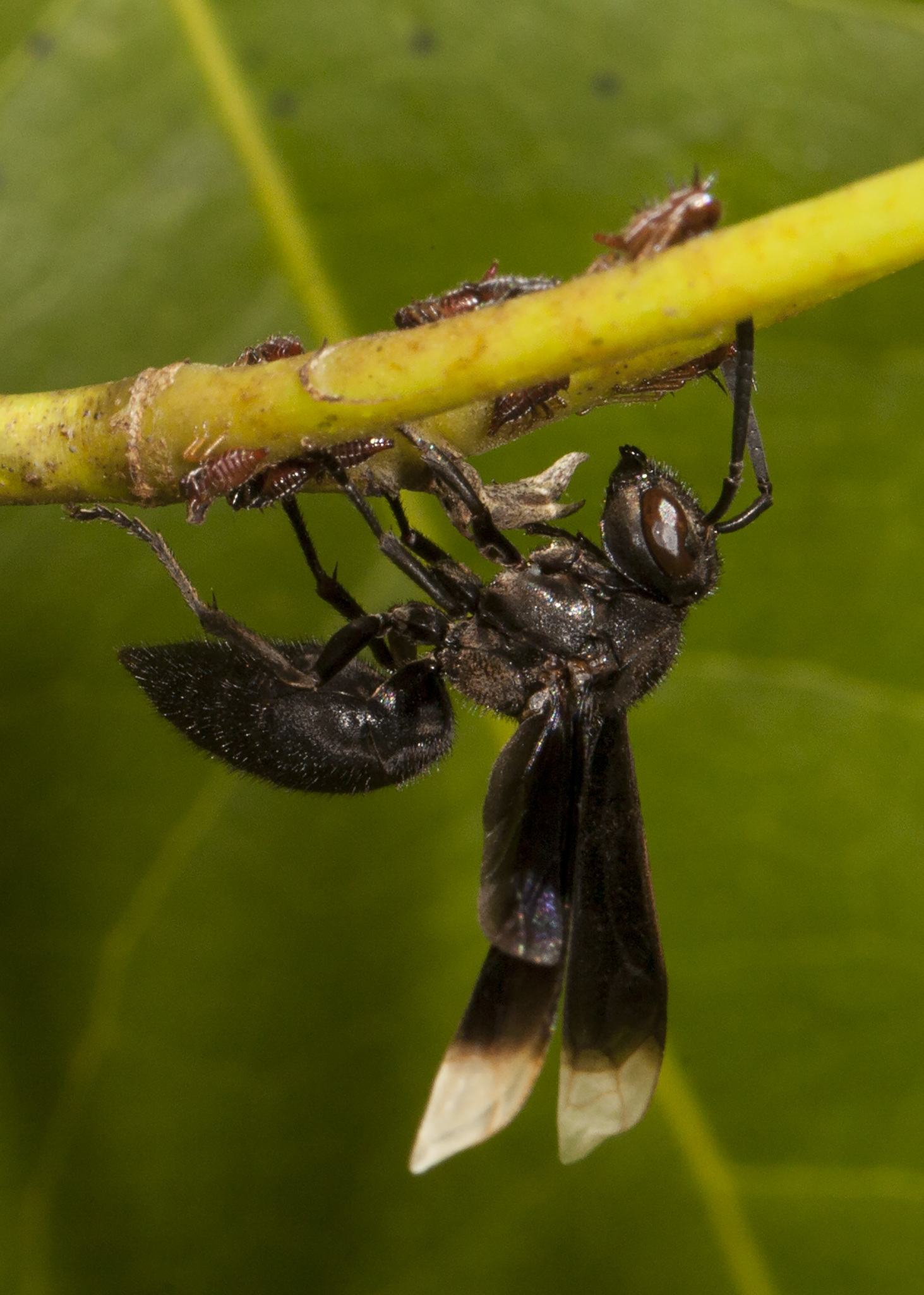 alas para abeja o avispa - CASA ESPADA