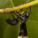 Parachartergus apicalis - Photo (c) Karl Kroeker, μερικά δικαιώματα διατηρούνται (CC BY-NC), uploaded by Karl Kroeker