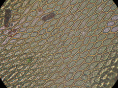 Cryphaea tenella