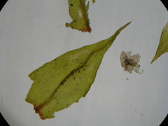 Cryphaea tenella