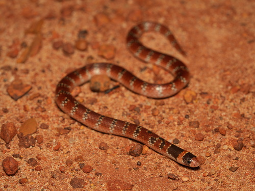 Eastern Shovel-nosed Snake sighting