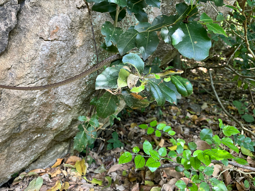 Common Tree Snake sighting
