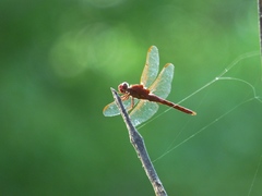 Orthemis nodiplaga