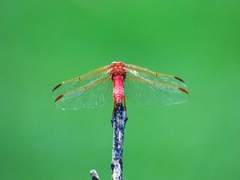 Orthemis nodiplaga