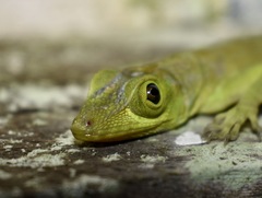 Anolis richardii