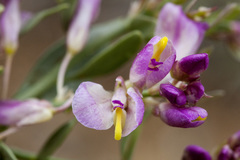 Rhinotropis subspinosa