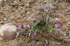 Rhinotropis subspinosa