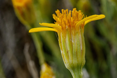 Pseudoclappia arenaria