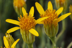 Pseudoclappia arenaria