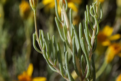 Pseudoclappia arenaria