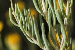 Pseudoclappia arenaria