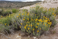 Pseudoclappia arenaria