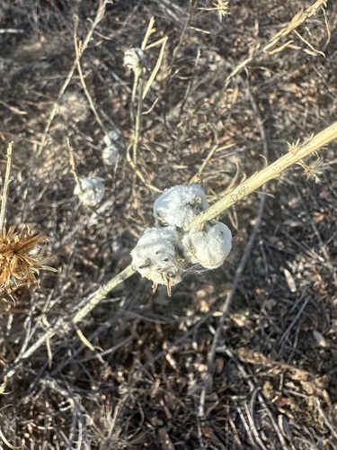 Unknown species found near Chatfield State Park, Littleton, CO, US