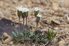 Chamaechaenactis scaposa