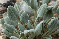 Chamaechaenactis scaposa