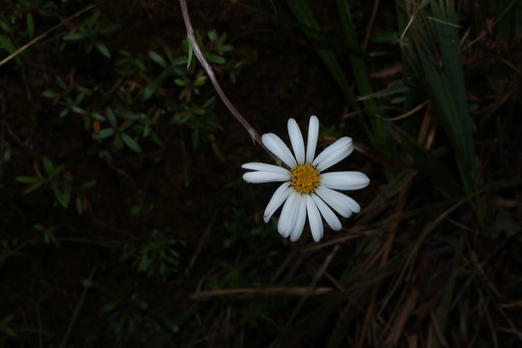 Celmisia longifolia; photograph (c) Greg Tasney, some rights reserved (CC BY-SA)